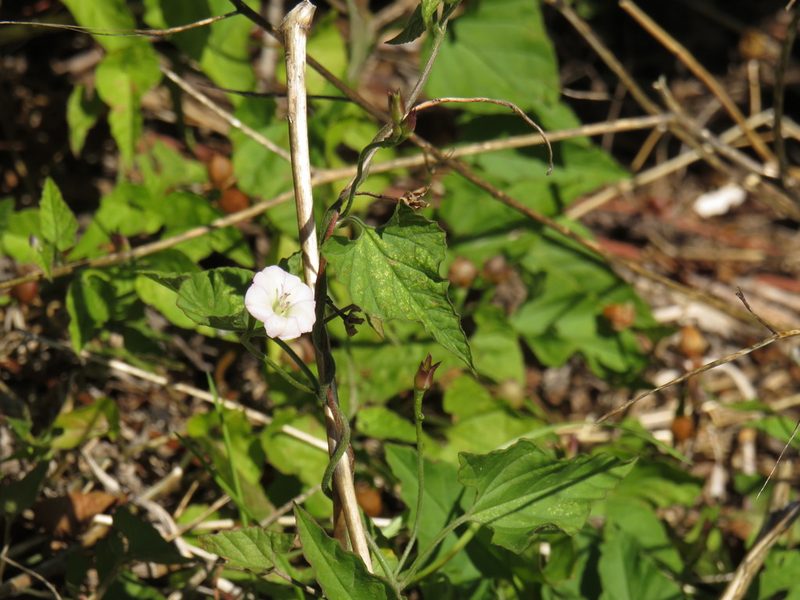 Convolvulus farinosus, photographed by Jeremy Gilmore