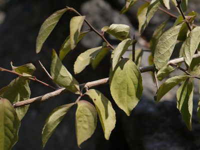 Gymnosporia puberula, photographed by Dinesh Valke