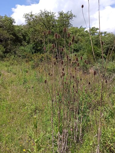 Dipsacus comosus, photographed by Daniel Franco