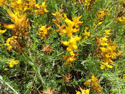 Genista tridentata, photographed by Daniel Franco