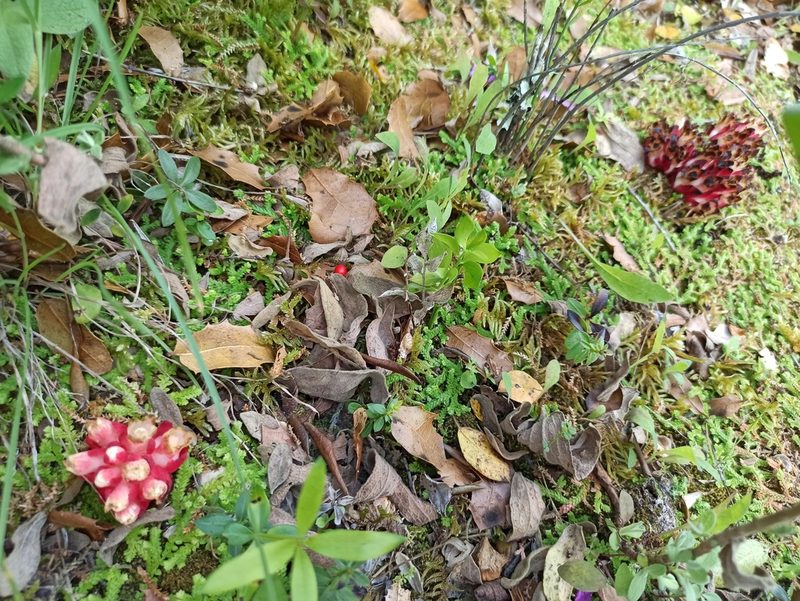 Cytinus ruber, photographed by Daniel Franco