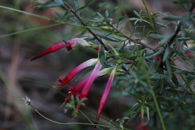 Styphelia tubiflora, photographed by tobyyy