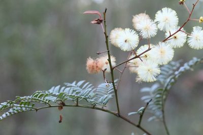 Acacia terminalis, photographed by tobyyy