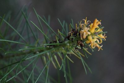 Persoonia pinifolia, photographed by tobyyy