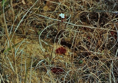 Drosera burkeana, photographed by i_c_riddell