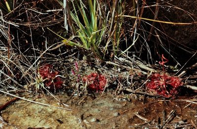 Drosera burkeana, photographed by i_c_riddell