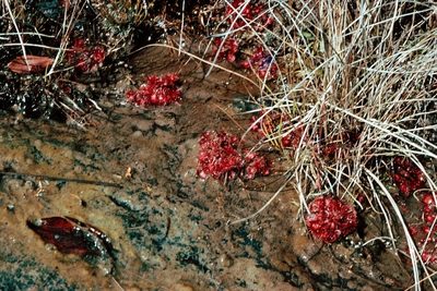 Drosera burkeana, photographed by i_c_riddell