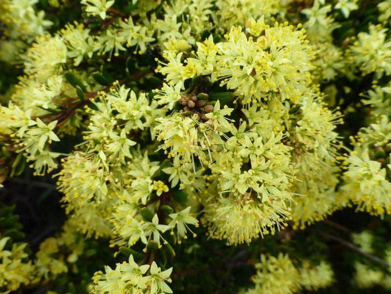 Leionema phylicifolium, photographed by Murray Dawson