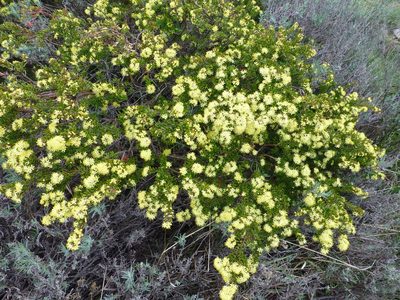 Leionema phylicifolium, photographed by Murray Dawson