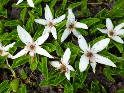 Psychrophila introloba, photographed by Murray Dawson