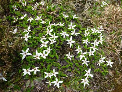 Psychrophila introloba, photographed by Murray Dawson
