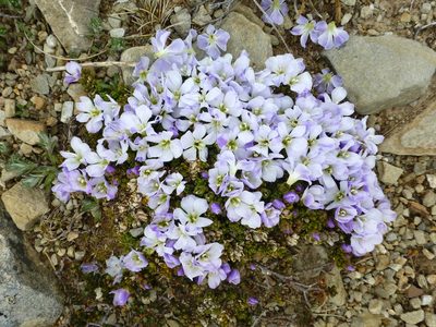Veronica densifolia, photographed by Murray Dawson