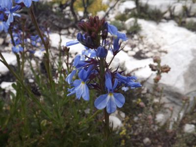 Lobelia valida, photographed by James Deacon