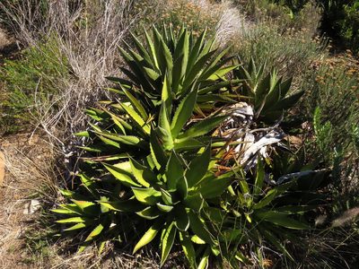 Agave karwinskii, photographed by Jeremy Gilmore
