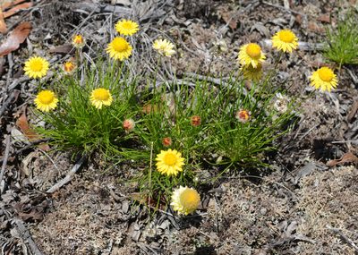 Leucochrysum graminifolium, photographed by ronavery