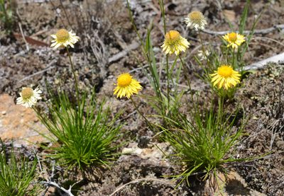 Leucochrysum graminifolium, photographed by ronavery