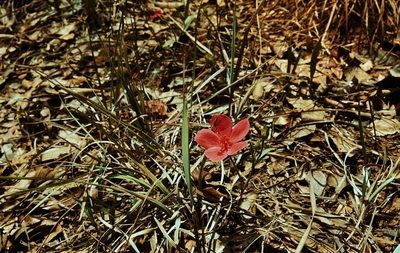 Hibiscus rhodanthus, photographed by i_c_riddell