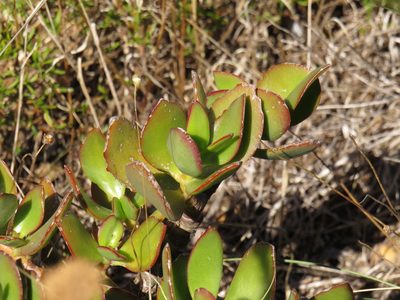 Crassula ovata, photographed by Jeremy Gilmore