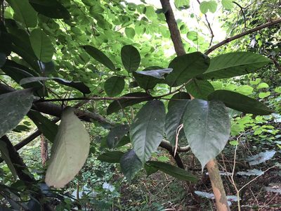 Artocarpus rigidus, photographed by Cheng-Tao Lin