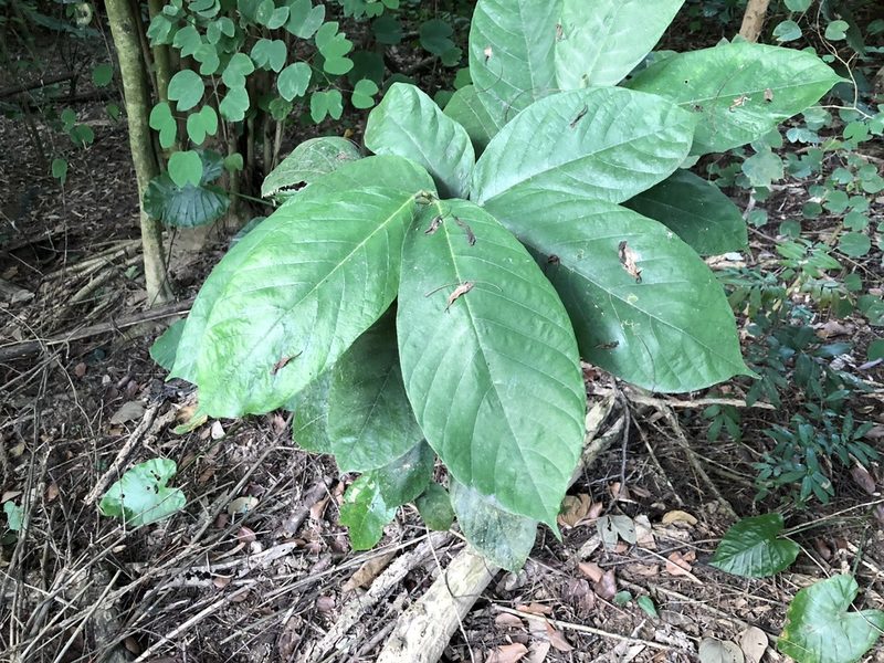 Artocarpus rigidus, photographed by Cheng-Tao Lin