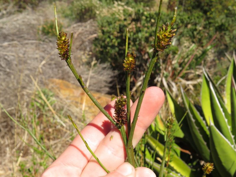 Thesium aggregatum, photographed by Jeremy Gilmore