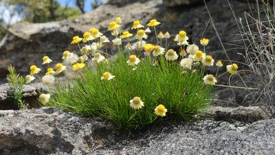 Leucochrysum graminifolium, photographed by ronavery