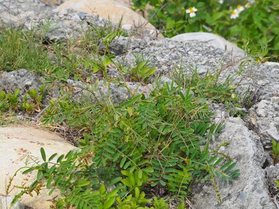 Tephrosia candida, photographed by 葉子