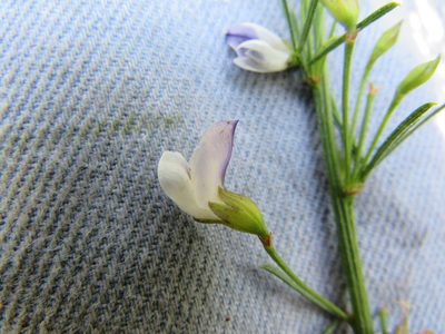 Psoralea oligophylla, photographed by James Deacon