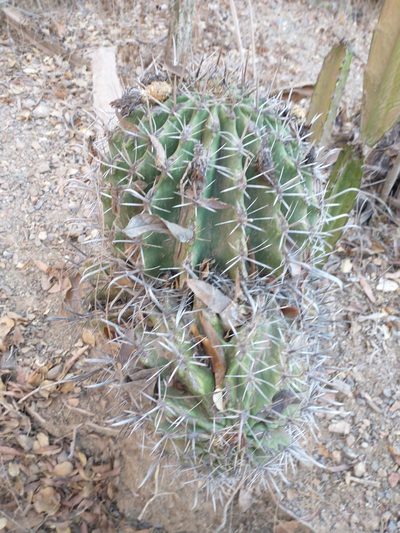 Ferocactus herrerae, photographed by Juan Cruzado Cortés
