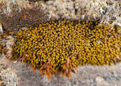 Pseudocrossidium revolutum, photographed by Jonathan Hughes