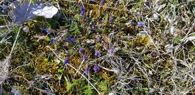 Polygala amarella, photographed by Hanna Larsson