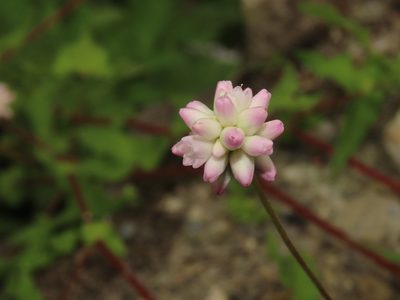 Polygonum senticosum, photographed by chiuluan