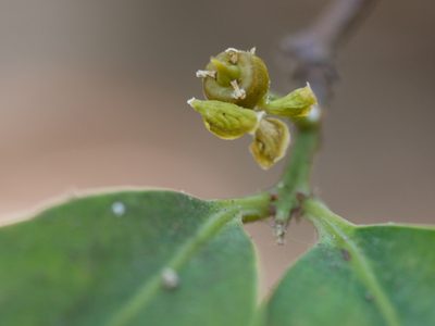 Salacia chinensis, photographed by Dinesh Valke