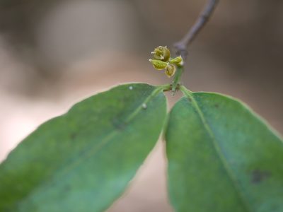 Salacia chinensis, photographed by Dinesh Valke
