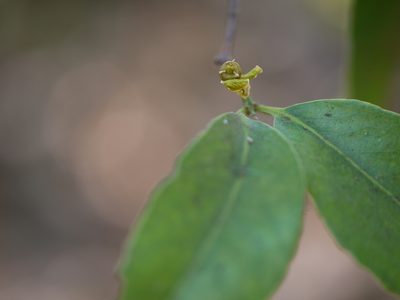 Salacia chinensis, photographed by Dinesh Valke