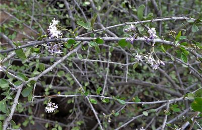 Ehretia rigida, photographed by Hildegard Klein
