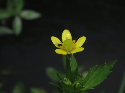 Ranunculus cantoniensis, photographed by chiuluan