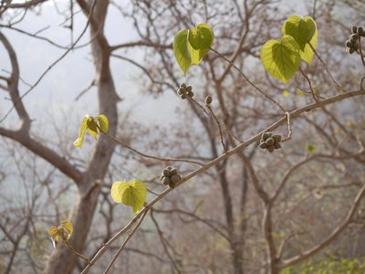Mallotus polycarpus, photographed by Dinesh Valke