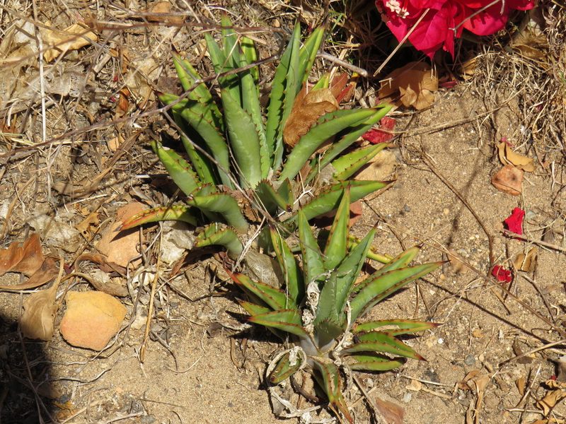 Agave karwinskii, photographed by Jeremy Gilmore