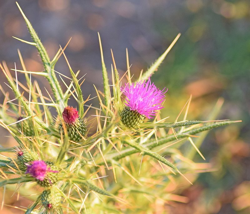 Cirsium italicum, photographed by Kostas Zontanos