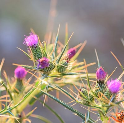 Cirsium italicum, photographed by Kostas Zontanos