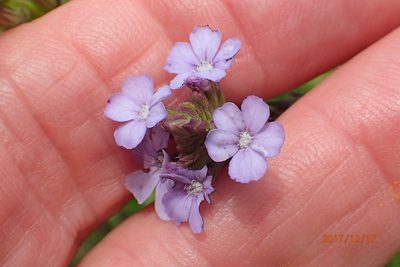 Buchnera simplex, photographed by Peter Warren