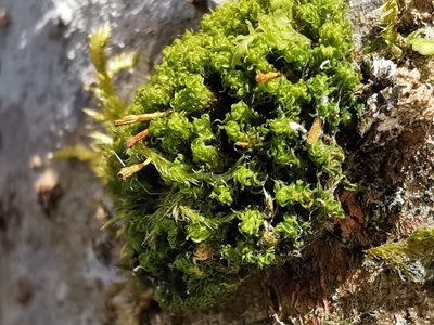 Ulota bruchii, photographed by Martin Grube