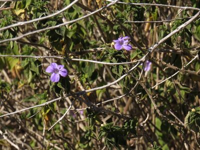 Barleria obtusa, photographed by Jeremy Gilmore