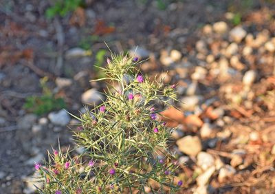 Cirsium italicum, photographed by Kostas Zontanos