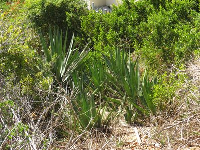 Agave sisalana, photographed by Jeremy Gilmore