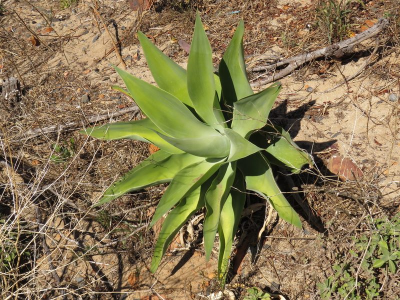 Agave attenuata, photographed by Jeremy Gilmore