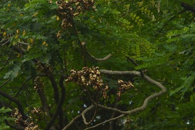 Adenanthera pavonina, photographed by syuhada