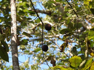 Annona macroprophyllata, photographed by Neptalí Ramírez Marcial