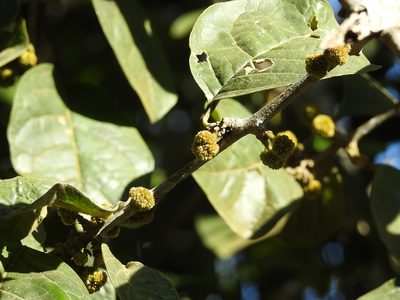 Pisonia donnellsmithii, photographed by Neptalí Ramírez Marcial